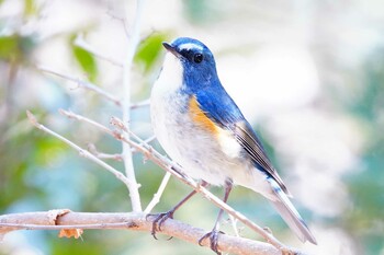 ルリビタキ 大和民族公園(奈良県) 2022年3月10日(木)