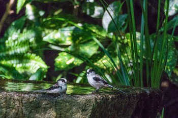 Long-tailed Tit Kyoto Gyoen Mon, 10/19/2015