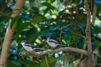 Long-tailed Tit Kyoto Gyoen Mon, 10/19/2015