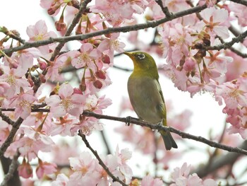 メジロ 奈良 2022年3月13日(日)