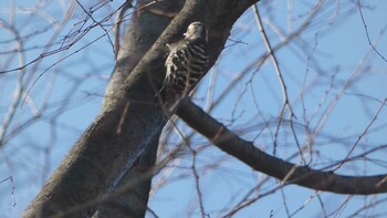 Japanese Pygmy Woodpecker 航空公園 Sun, 1/3/2021