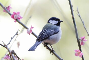 Japanese Tit Higashitakane Forest park Sun, 3/14/2021