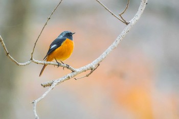 Daurian Redstart 兵庫県明石市 Sat, 12/24/2016