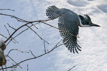 エゾヤマセミ 真駒内公園 2022年3月13日(日)