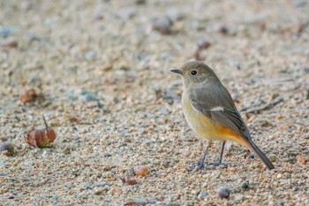 Daurian Redstart Akashi Park Wed, 1/11/2017