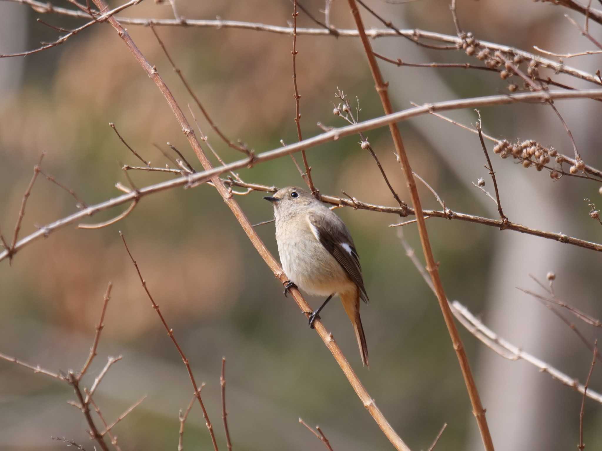 何か明るい話でも・・ by little birds