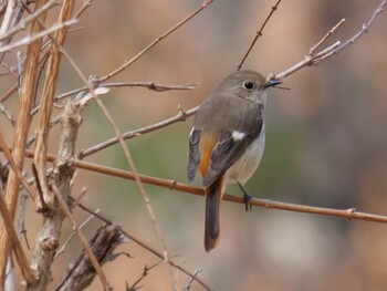 Daurian Redstart 小鹿野町 Wed, 3/9/2022