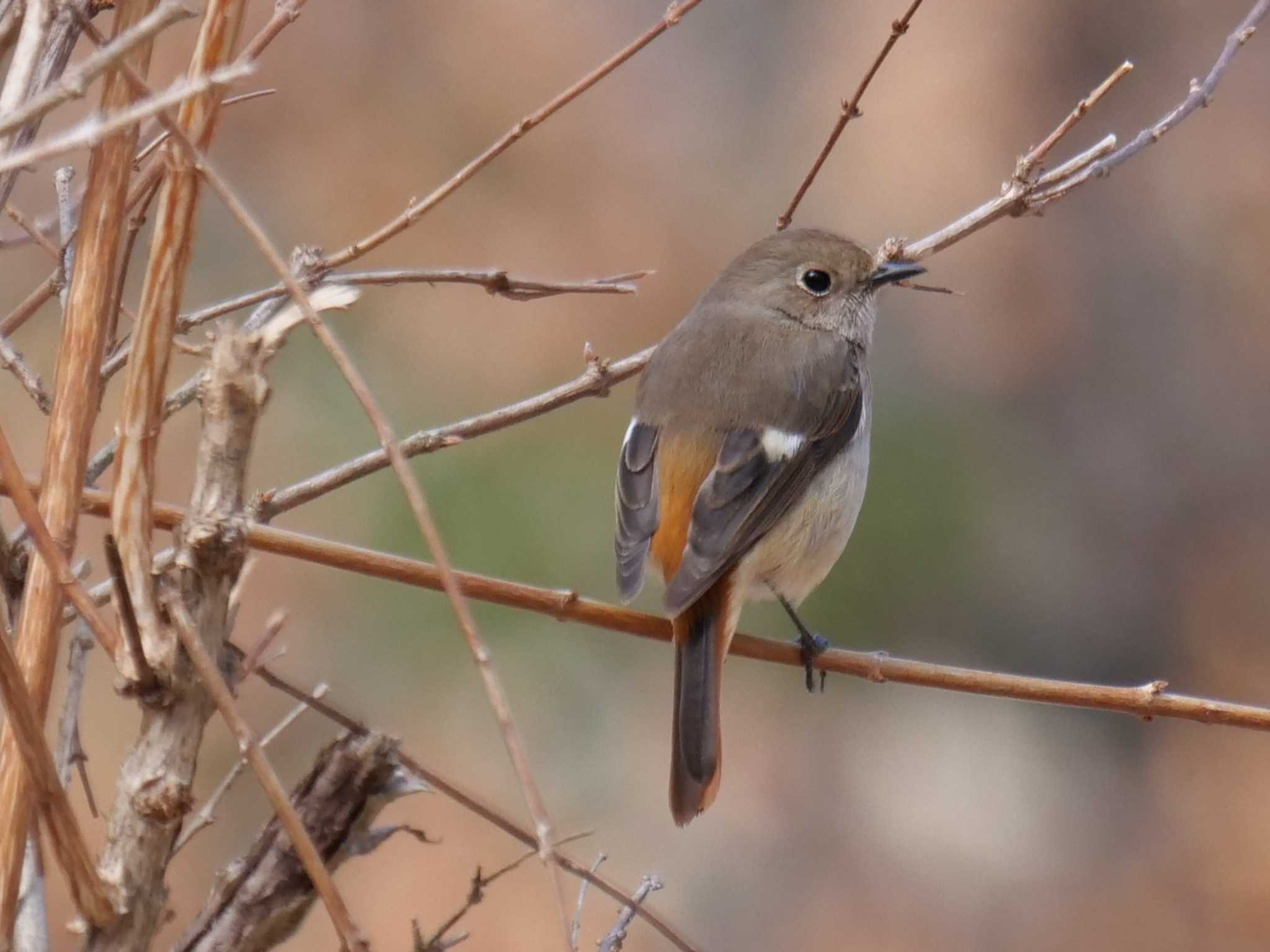 アラッ、みえたじゃない・・ by little birds