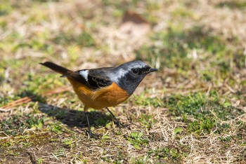 Daurian Redstart Akashi Park Thu, 3/2/2017