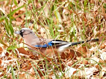 カケス 北本自然観察公園 2022年3月7日(月)