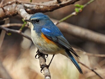 ルリビタキ 北本自然観察公園 2022年3月7日(月)