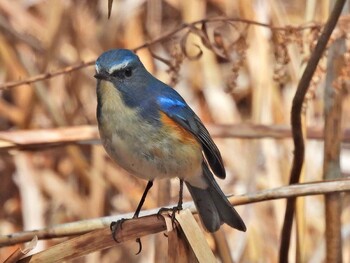 ルリビタキ 北本自然観察公園 2022年3月7日(月)