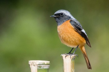 Daurian Redstart Akashi Park Tue, 2/28/2017