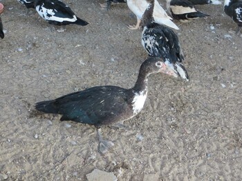 Tue, 9/11/2012 Birding report at サウジアラビア ラービグ市農園