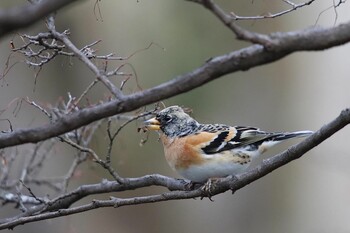 Brambling 京都府立植物園 Sat, 3/12/2022