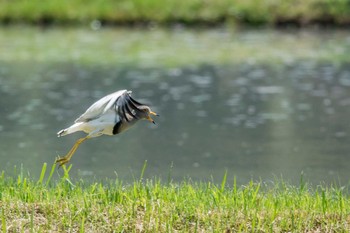 Grey-headed Lapwing 兵庫県神戸市北区 Sun, 5/28/2017