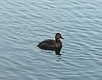 Canvasback Ukima Park Sat, 4/24/2021