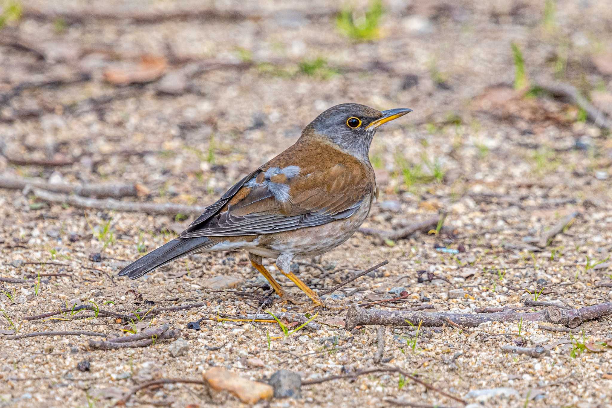 Photo of Pale Thrush at 石ケ谷公園 by ときのたまお