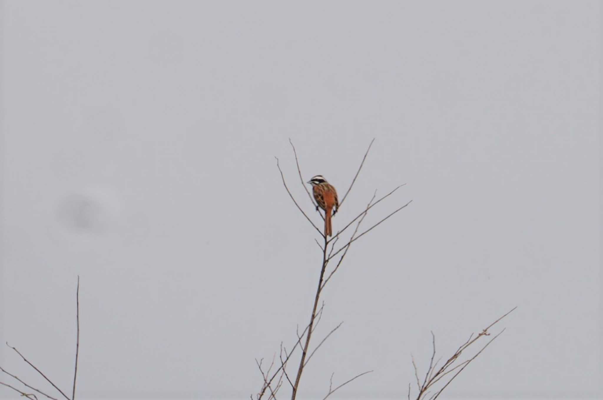 Photo of Meadow Bunting at 松ノ木内湖 by マル