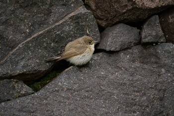 Mon, 3/14/2022 Birding report at Matsue Castle