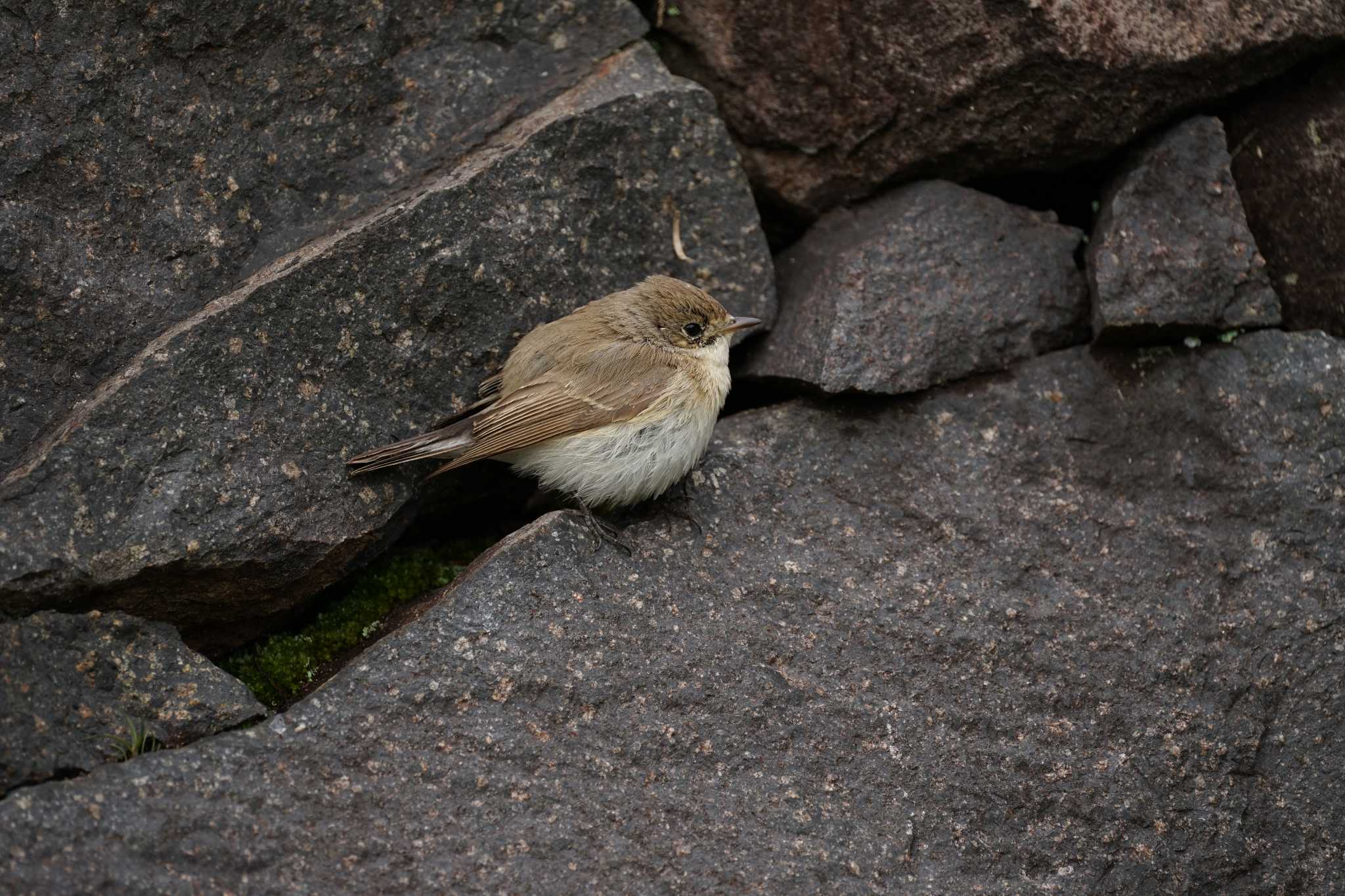 Red-breasted Flycatcher