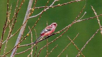 Siberian Long-tailed Rosefinch 滋賀県 Mon, 3/14/2022