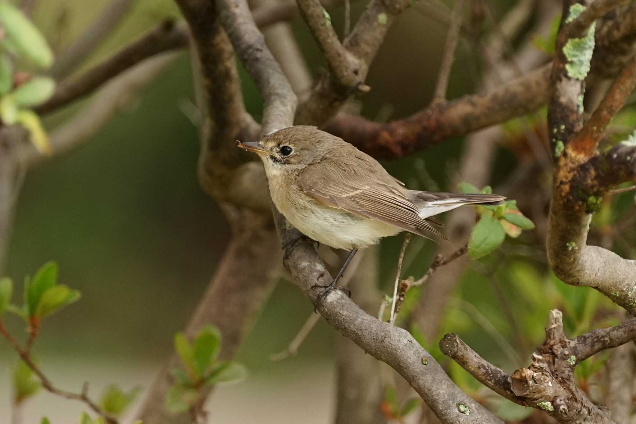 Photo of Red-breasted Flycatcher at Matsue Castle by ひらも