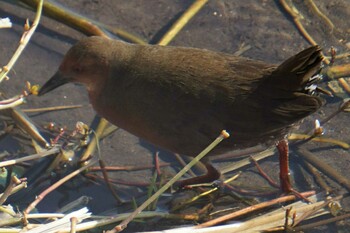 Ruddy-breasted Crake 江津湖 Tue, 3/8/2022