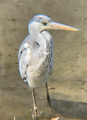 2022年3月11日(金) 日比谷公園の野鳥観察記録