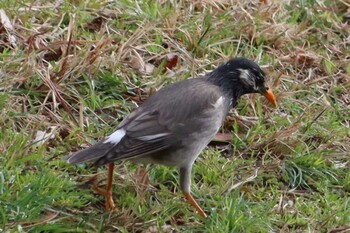 White-cheeked Starling Kyoto Gyoen Mon, 3/14/2022