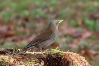 Pale Thrush Kyoto Gyoen Mon, 3/14/2022