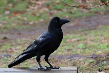 Large-billed Crow Kyoto Gyoen Mon, 3/14/2022