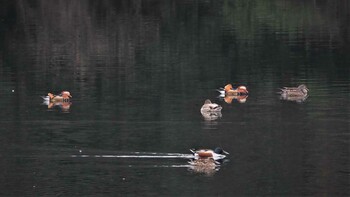 Mandarin Duck 姫路市自然観察の森 Mon, 3/14/2022