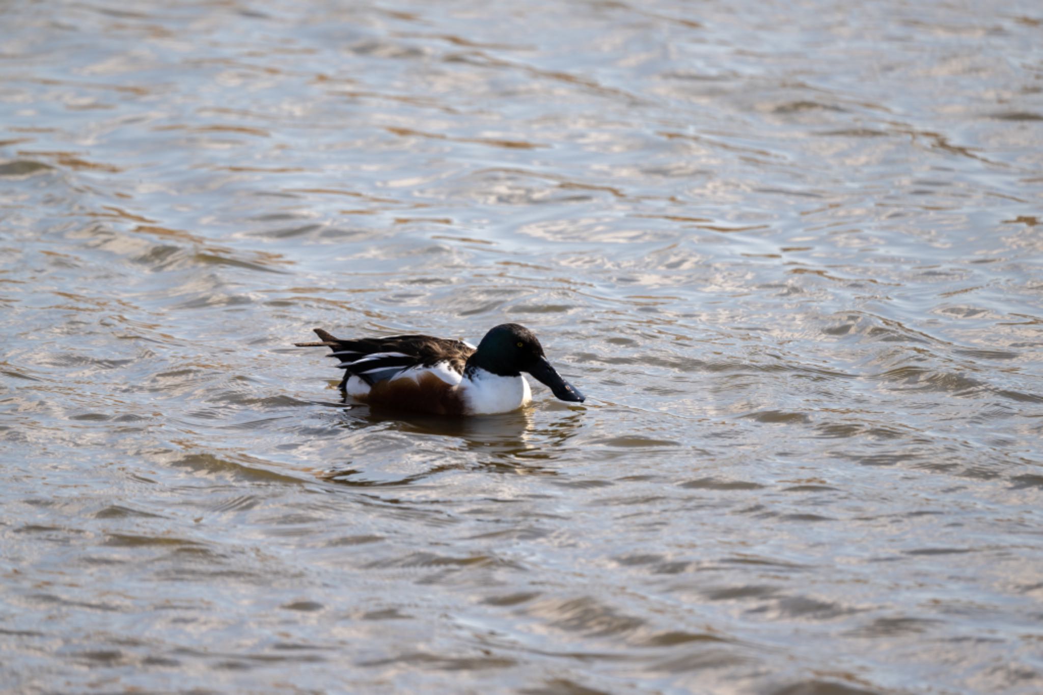 Photo of Northern Shoveler at 今田遊水池 by アカウント5644