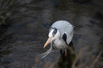 Grey Heron Unknown Spots Fri, 3/4/2022