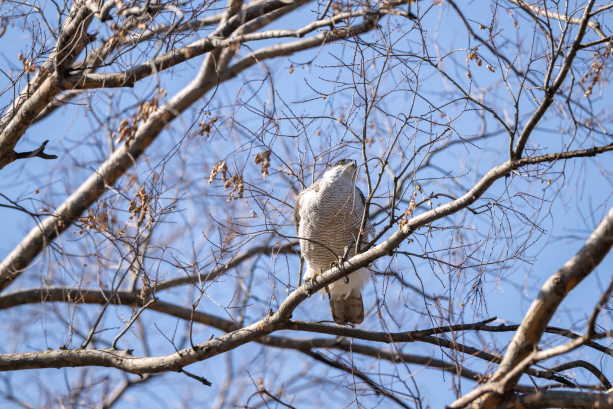 Photo of Eurasian Goshawk at 善福寺川緑地 by アカウント5644