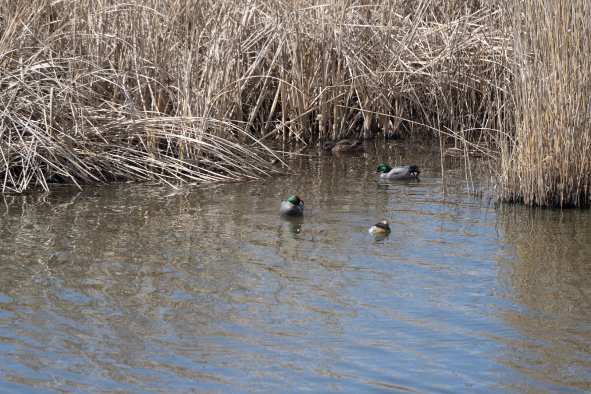 Photo of Falcated Duck at 今田遊水池 by アカウント5644