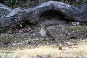 シロハラ 光ヶ丘公園 2022年3月5日(土)