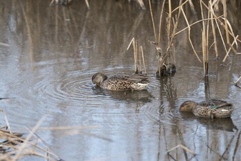 Eurasian Teal 今田遊水池 Sun, 3/6/2022