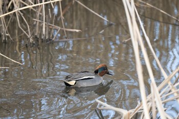 Eurasian Teal 今田遊水池 Sun, 3/6/2022