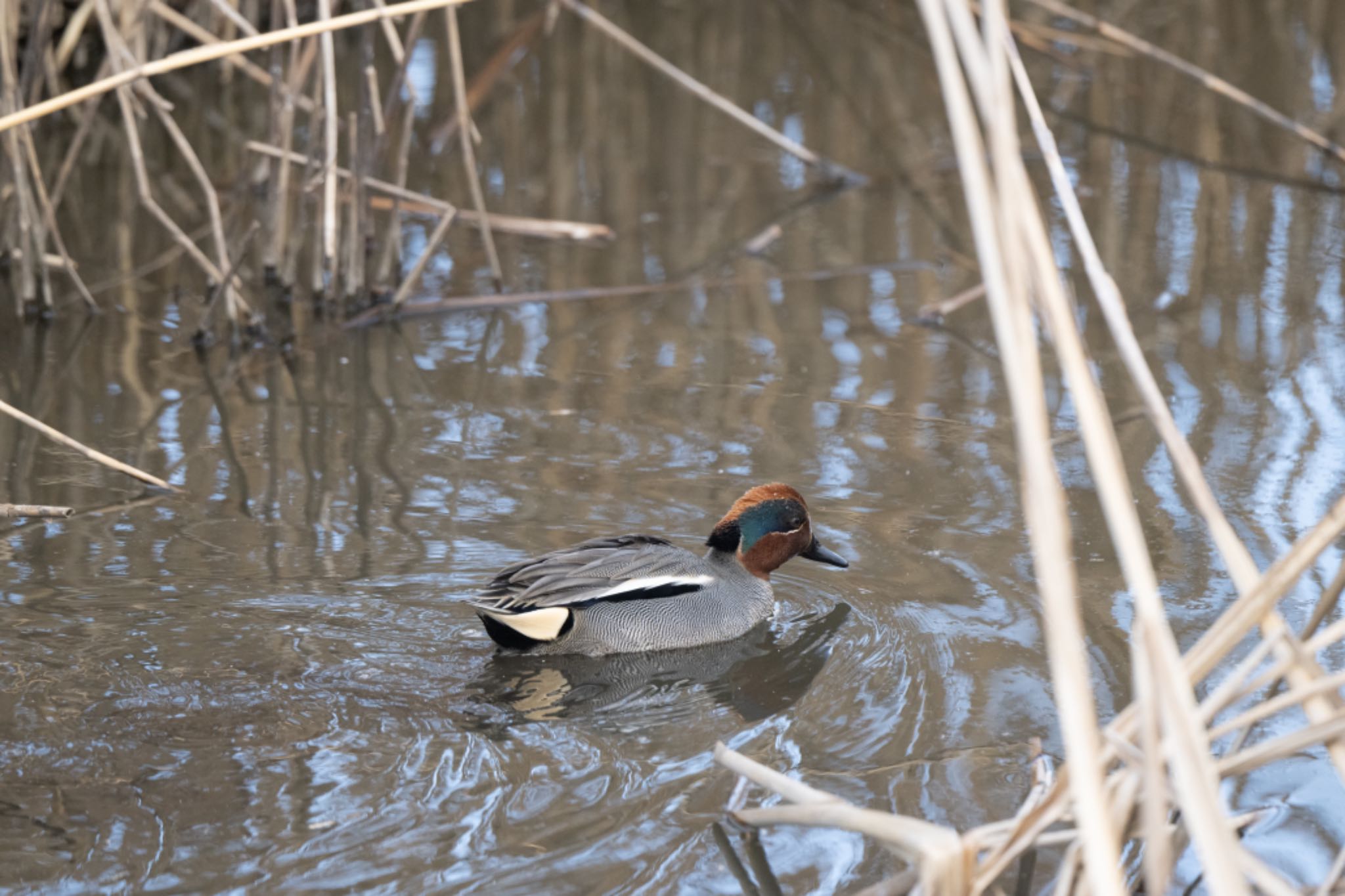 Photo of Eurasian Teal at 今田遊水池 by アカウント5644