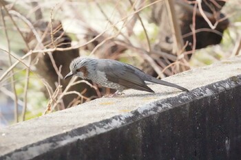 2022年3月14日(月) 芦屋浜から夙川公園(香露園まで)の野鳥観察記録