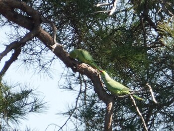 ワカケホンセイインコ 多磨霊園 2022年3月14日(月)