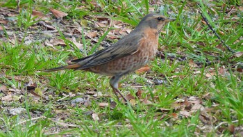 ハチジョウツグミ 大阪城公園 2022年3月14日(月)