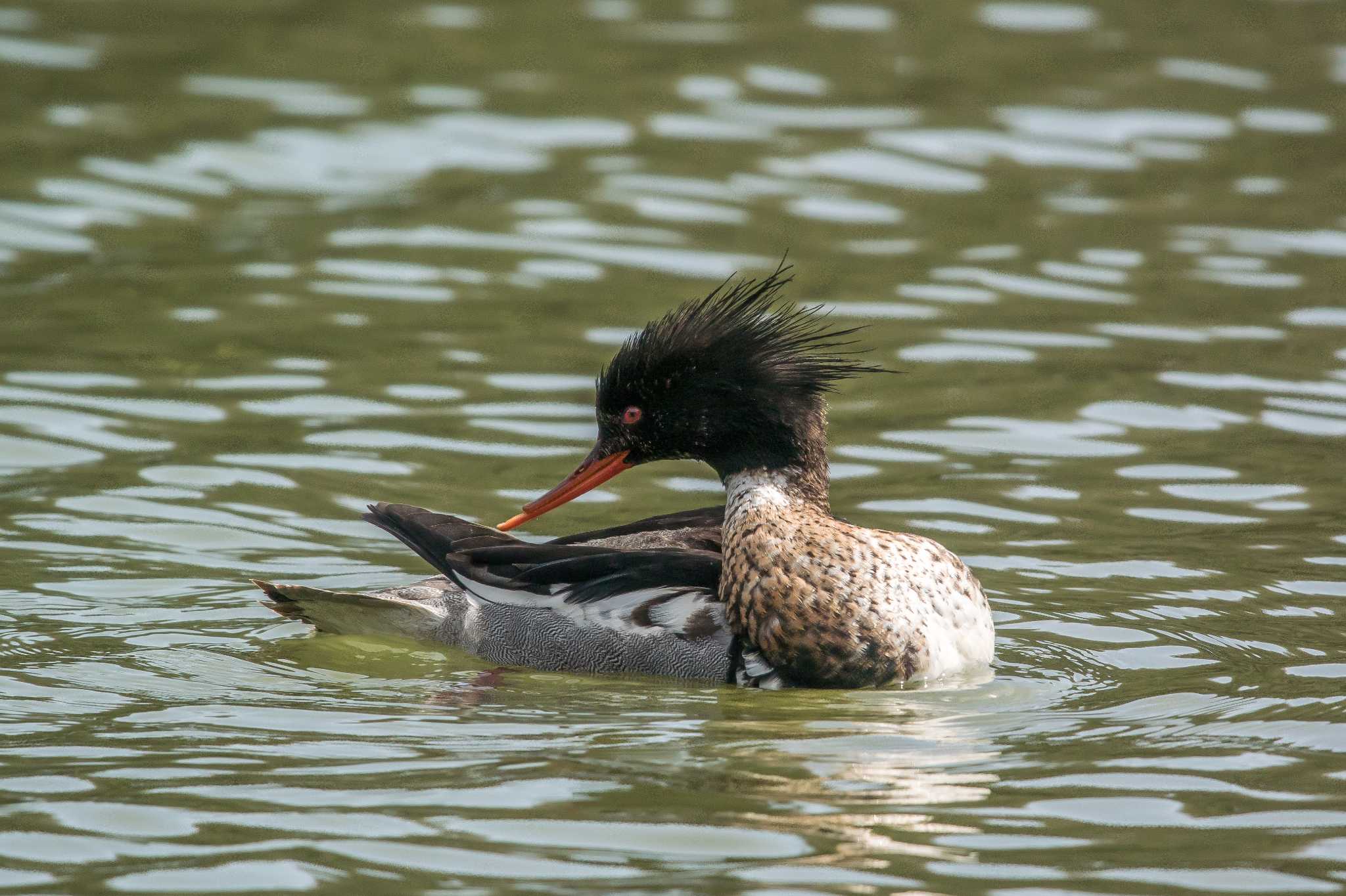 Photo of Red-breasted Merganser at Akashi Park by ときのたまお