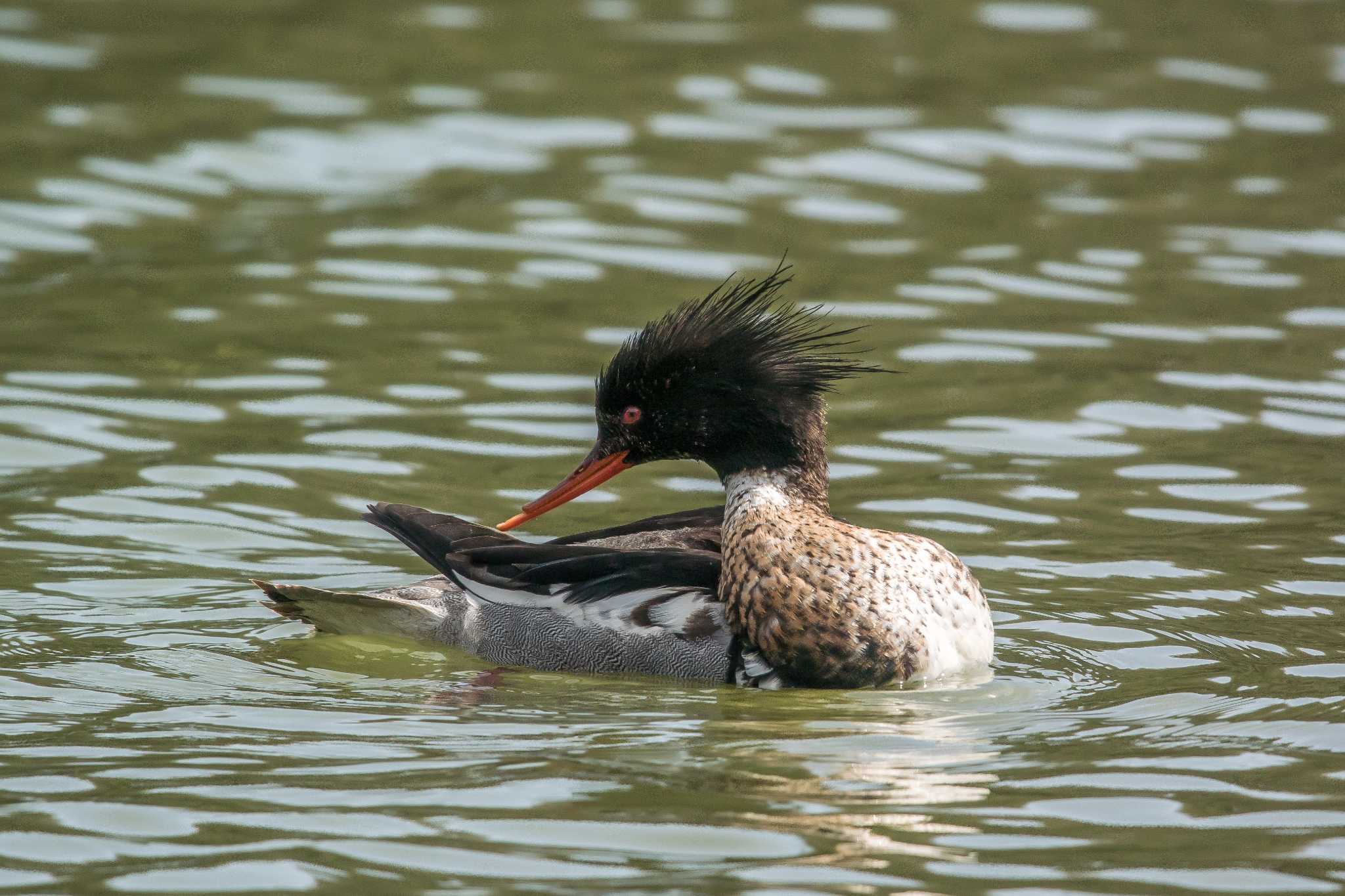 明石公園 ウミアイサの写真 by ときのたまお