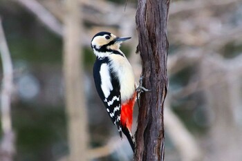 Great Spotted Woodpecker Nishioka Park Sun, 3/13/2022