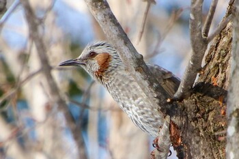 ヒヨドリ 西岡公園(西岡水源地) 2022年3月13日(日)