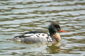 ウミアイサ 明石公園 2017年2月22日(水)