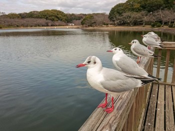 ユリカモメ 明石公園 2017年2月8日(水)